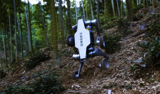 Xcsport集团山猫
